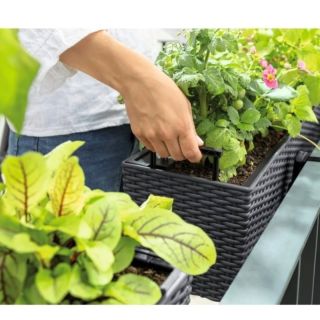 Lechuza Balconera cottage