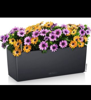 Podzimní balkon s elegantním truhlíkem Lechuza Balconera Color! Díky chytrému samozavlažovacímu systému budou vaše vřesy,...